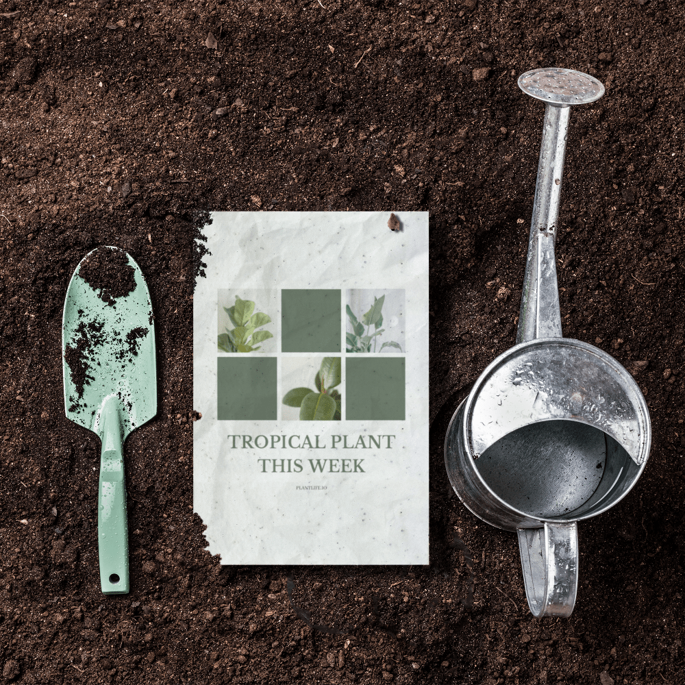 EcoGrwoingCardPDP Copy 2